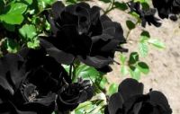 30 เมล็ด เมล็ดพันธุ์ กุหลาบดำ Black Rose Seeds ดอกใหญ่ นำเข้าจากต่างประเทศ พร้อมคู่มือ เมล็ดสด ใหม่