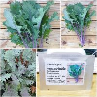 เมล็ดพันธุ์ เคลแดงรัสเซีย (Red Russian Kale Seed) 400 เมล็ด คุณภาพดี ราคาถูก ของแท้