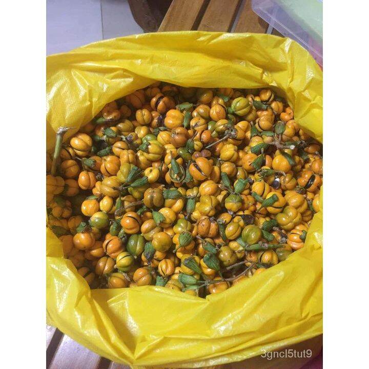 buy one get one free，50 seeds (not plants),LAPNISAN AGARWOOD SEEDS