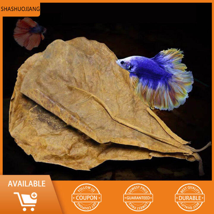 Natural Talisay Leaves Catappa Leaves Almond Leaf Fish Cleaning ...