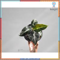 แบล็คเวลเว็ท อโลคาเซีย Alocasia Black Velvet flashsale ลดกระหน่ำ