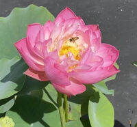 5 เมล็ดพันธุ์ บัว สายพันธุ์ Double Rose Lotus สีชมพู นำเข้าจาก อเมริกา เพาะปลูกและเก็บเมล็ดในไทย ขยายพันธุ์ในไทยได้