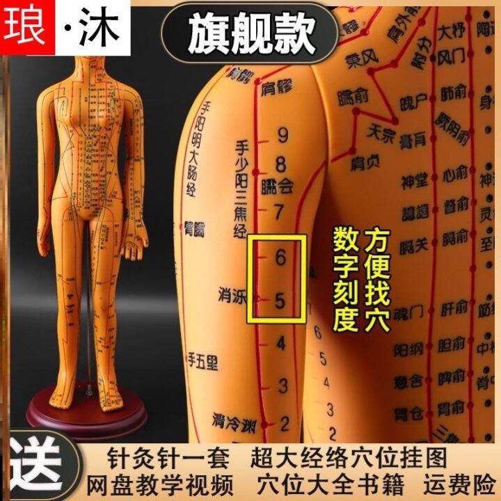 2023 Bone medical acupuncture can view diagram to the human body ...