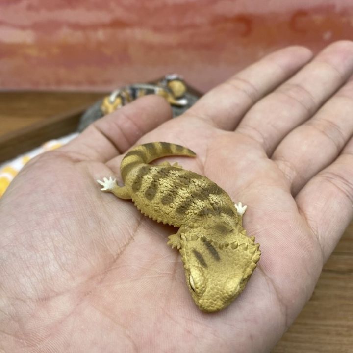 ของเล่นอนิเมะแคปซูลน่ารักญี่ปุ่นของแท้ตุ๊กตาสัตว์ตุ๊กแกเสือดาวโมเดลกิ้งก่าสัตว์ครึ่งบกครึ่งน้ำ