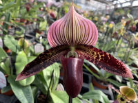 รองเท้านารีวินิคัลเลอร์ ผสม  Paphiopedilum vinicolor x sukhakulii 1 ต้น