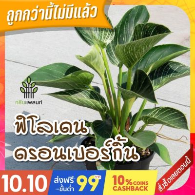 PROMOTION ฟิโลเดนดรอน กิ้น (Philodendron birkin) กระถาง 5 นิ้ว ต้นใหญ่ ฟอร์มสวย HOT ต้นไม้ ฟอก อากาศ กระถาง ต้นไม้ ไม้ ประดับ ต้นไม้ ปลูก ใน บ้าน