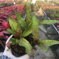 Mini Peper ขายทั้งกอๆ ละ 3 ต้นขึ้นไป# สับปะรดสี#bromeliad# ต้นไม้สวยงาม# ไม้ประดับ# ตกแต่งสวน# ปลูกตกแต่งบ้าน# ไม้มงคล# ขายราคาถูก # ต้นไม้คุณภาพ