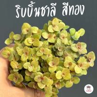 ริบบิ้นชาลีสีทอง #กระถาง3นิ้ว ไม้อวบน้ำ กุหลาบหิน cactus&amp;succulentหลากหลายสายพันธุ์