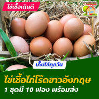 ไข่เชื้อไก่โร๊ดไอส์แลนด์ไวท์ อังกฤษ สำหรับการฟัก 10 ฟอง