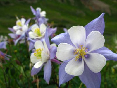 20 เมล็ดพันธุ์ เมล็ด ดอกโคลัมไบน์ (Columbine) เป็นดอกไม้ประจำรัฐ Colorado Columbine flower Seed อัตราการงอกสูง 80-85%