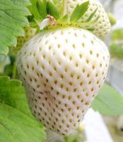 20 เมล็ด Japanese White strawberry เมล็ดสตอเบอร์รี่ ของแท้ 100% สตรอเบอร์รี่ สตอเบอรี สตอเบอรี่ อัตรางอกสูง 70-80% Strawberry seed มีคู่มือวิธีปลูก