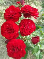 30 เมล็ด เมล็ดพันธุ์ กุหลาบมอญ สีแดง Rose seed ดอกใหญ่ ดอกหอม นำเข้าจากต่างประเทศ พร้อมคู่มือ เมล็ดสดใหม่