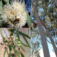 เมล็ดพันธุ์ ยูคาลิปตัสบอนไซ Eucalyptus citriodora lemon scented gum 10 เมล็ด เมล็ดพันธุ์นำเข้าจาก อังกฤษ