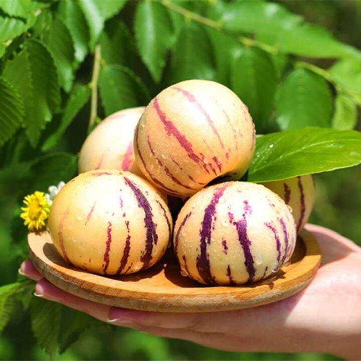 [Fast Germination] Good Quality Ginseng Fruit Seeds Sweet Pepino Melon