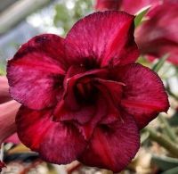 12 เมล็ด เมล็ดพันธุ์ ชวนชม สายพันธุ์ไต้หวัน ดอกสีแดง Adenium Seeds กุหลาบทะเลทราย Desert Rose ราชินีบอนไซ อัตราการงอกสูง 80-90% มีคู่มือปลูก