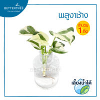 พลูงาช้าง  (จำนวน 1 กิ่ง) ขนาดต้นประมาณ 10 cm Epipremnum aureum (Linden &amp; André) เลี้ยงน้ำได้ ไม้ฟอกอากาศ พลูด่าง