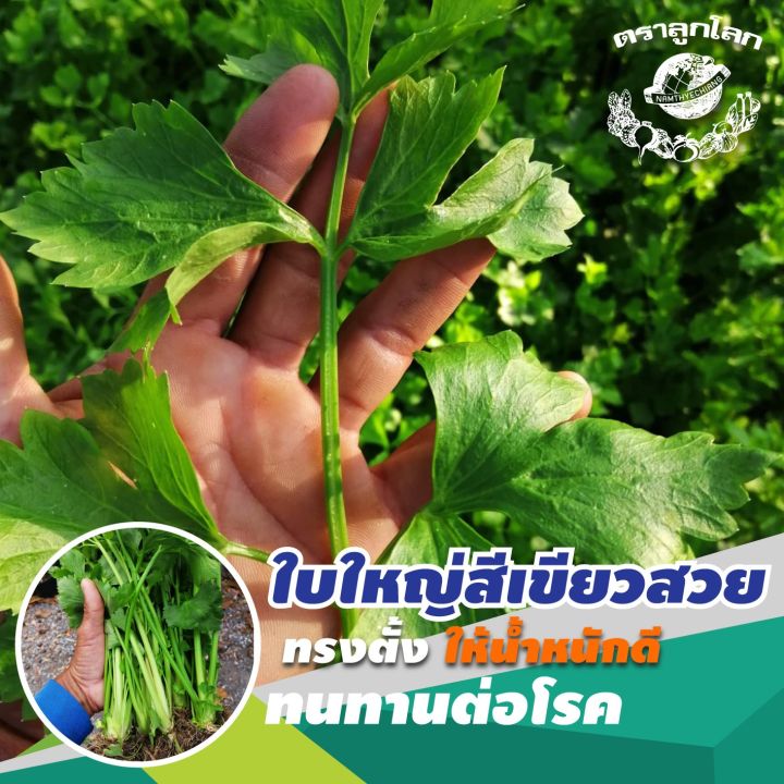 เมล็ดพันธุ์คื่นฉ่าย-กวางเจา-ลูกโลก-ขนาด-60-กรัม