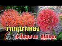 2 หัว หัวสด ของแท้ ว่านแสงอาทิตย์ หรือ ว่านกุมารทอง (Scadoxus multiflorus).