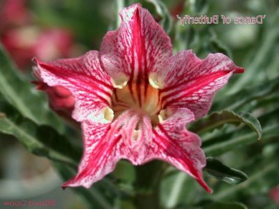 10 เมล็ด เมล็ดพันธุ์ Bonsai ชวนชม สายพันธุ์ไต้หวัน สีแดง Adenium Seed กุหลาบทะเลทราย Desert Rose ราชินีบอนไซ มีคู่มือปลูก นำเข้าจากไต้หวัน