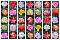 เมล็ดพันธุ์ Home Plant 30 เมล็ด ดอกกุหลาบ สีคละสี พันธุ์ดอกใหญ่ นำเข้า Rose seed