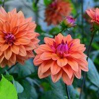 20 เมล็ดพันธุ์ รักเร่ Dahlia Seeds สายพันธุ์ AMERICAN DAWN สีส้ม รักเร่ รักแรกพบ ดอกไม้แห่งมิตรภาพ ความรักเริ่มต้น เพาะเลี้ยงง่าย ตั้งโต๊ะทำงาน