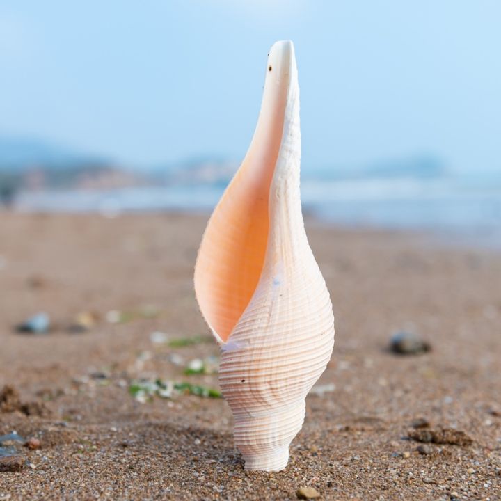 readystock-natural-conch-and-shell-super-large-conch-shell-lacorne-blowing-shell-whistle-home-decorations-ornament-fish-tank-landscape-length-neptunea-cumingi-yy