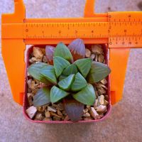 Haworthia mirabilis IB18127 A078