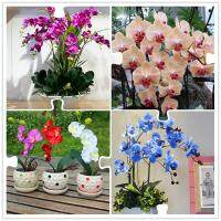 เมล็ดดอกไม้สวย 50 Pcs/Set Phalaenopsis Orchid Seeds Mixed 22 Types Balcony Garden Potted Bonsai Plants Flower Seed（ต้นไม้มงคล ต้นไม้ประดับ พันธุ์ดอกไม้ ต้นไม้จิ๋วจริง ดอกไม้จริง ต้นไม้ฟอกอากาศ บอนไซ ผักสวนครัว Plant）