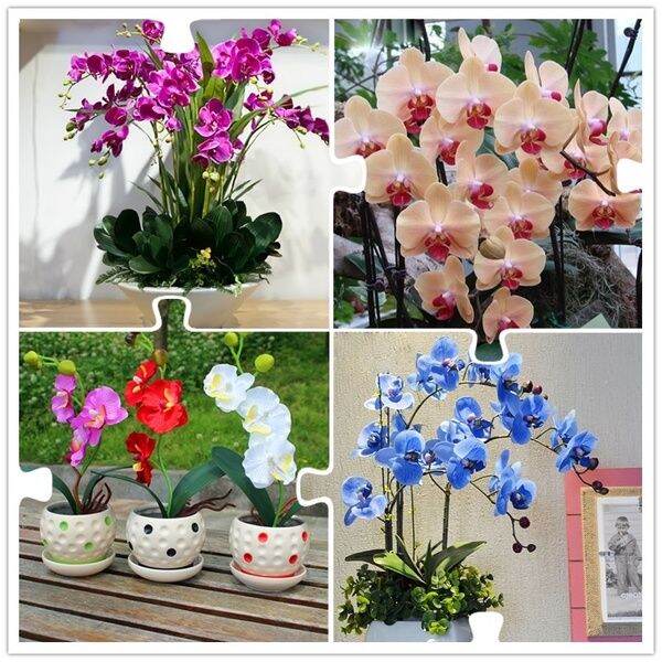 [Fast Germination] Philippines Ready Stock Multicolor Phalaenopsis