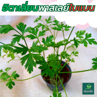 [?ส่งไวทันใจ?]  ต้นอิตาเลียน พาสเล่ย์ พาสเลย์ Italian Parsley (?ใบแบน?)  สมุนไพรต่างประเทศ (กระถาง 4 นิ้ว )