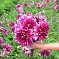 20 เมล็ดพันธุ์ รักเร่ Dahlia Seeds สายพันธุ์ YARRA FALLS สีม่วง รักเร่ รักแรกพบ ดอกไม้แห่งมิตรภาพ ความรักเริ่มต้น เพาะเลี้ยงง่าย ตั้งโต๊ะทำงาน