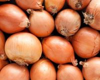 100 เมล็ด เมล็ดหอมหัวใหญ่ สายพันธุ์ หอมใหญ่ Agra ของแท้ 100% อัตราการงอก 70-80% Onion Seed มีคู่มือปลูก