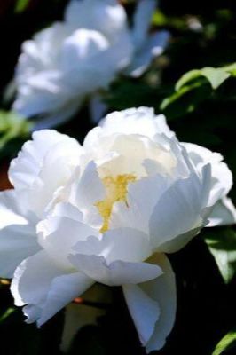 10 เมล็ด เมล็ดโบตั๋น ดอกโบตั๋น ดอกพีโอนี (Peony) สีขาว White Peony ดอกไม้นี้​เป็นสัญลักษณ์ของความมั่งคั่งร่ำรวย ความซื่อสัตย์ อัตรางอก 70-80%