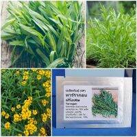 เมล็ดพันธุ์ ทาร์รากอน ฝรั่งเศส Tarragon Seed 500 เมล็ด คุณภาพดี ราคาถูก ของแท้