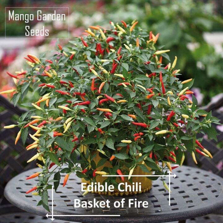Basket of FIRE Chili Seeds 30 Seed *Pot Friendly* Tanam Pasu, Cili