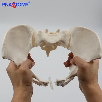 1 movable sacrum pelvic model hip female pelvis flexible human body bone anatomy of pelvic floor muscle