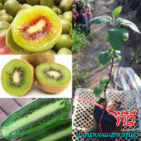 กีวี 1 ต้น (Assorted Kiwi) จำหน่ายแบบคละสายพันธุ์ สูงประมาณ 30-35 ซม. มีสินค้าพร้อมส่ง