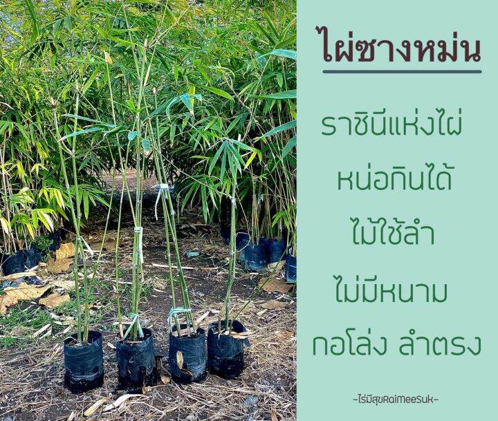 กิ่งชำไผ่ซางหม่น-ราชินีแห่งไผ่-จำนวน1-ถุงชำมี-1-3-ลำขึ้นไป-ลำไผ่ใช้สารพัดประโยชน์-กินหน่อได้