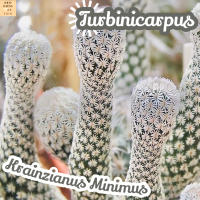 [เทอร์บิ เส้น] Turbinicarpus Krainzianus Var.Minimus ส่งพร้อมกระถาง แคคตัส Cactus Succulent Haworthia Euphorbia ไม้หายาก พืชอวบน้ำ พืชทะเลทราย ไม้ทนแล้ง