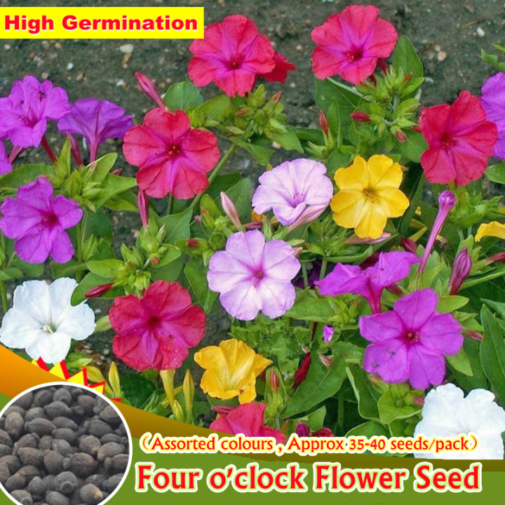 3540 Seeds Four O'clock Flower Seeds Mirabilis Jalapa Mixed Assorted