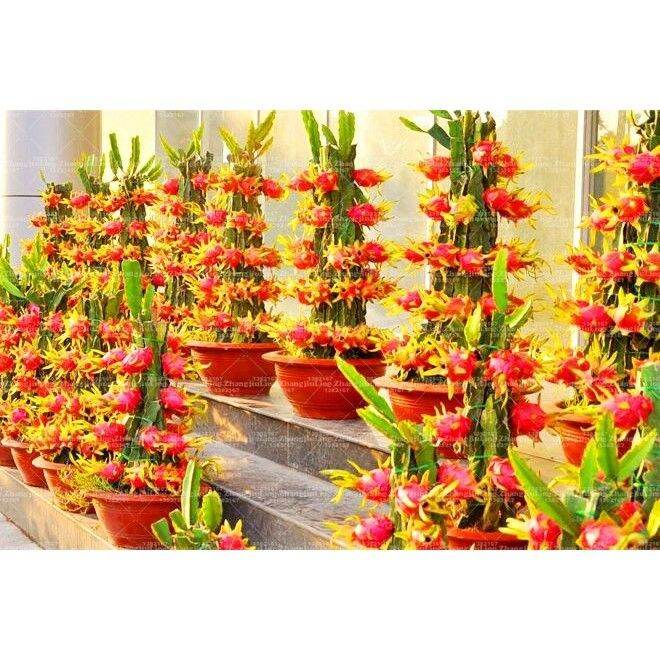 Bonsai Dragon fruit Seeds Dwarf Fruit Trees Bonsai (50 PCs.) Lazada PH
