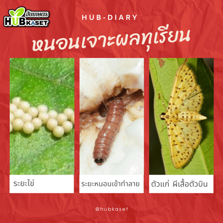 อินเมจ-500ซีซี-อินดอกซาคาร์บน้ำครีม-ใช้ป้องกันกำจัดหนอนได้หลากหลายชนิด