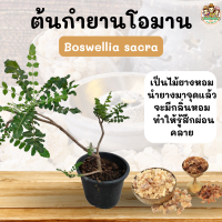 ต้นกำยานโอมาน Boswellia sacra สูง 60 ซม.