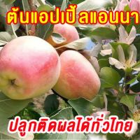 ต้นแอปเปิ้ลเสียบยอดสายพันธุ์แอนนา Anna Apple ติดผลในทุกภาคในไทย