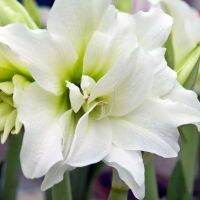 1 หัวว่าน ว่านสี่ทิศฮอลแลนด์ Amaryllis Snow White 18-24 ซม สินค้านำเข้า แช่เย็นแล้ว หัวขนาดใหญ่