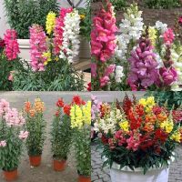 150 เมล็ด ลิ้นมังกรคละสี - Mixed Baby Snapdragon