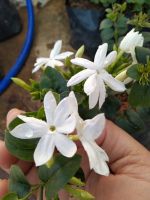 มะลุลี(The star jasmine, Angel-hair jasmine) ดอกมีกลิ่นหอมตลอดทั้งวัน ออกดอกตลอดปี ชอบแดด เป็นไม้เลื้อย จัดส่งแบบถุงชำ