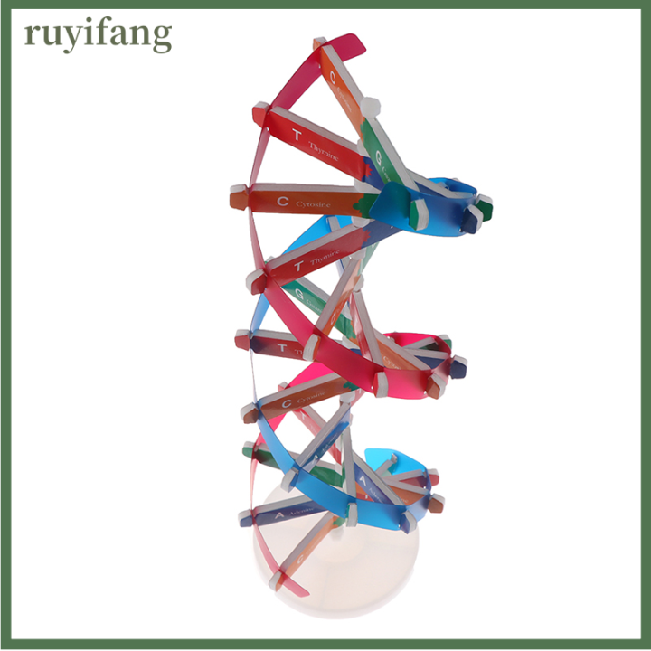 ruyifang-human-genes-dna-รุ่น-double-helix-ของเล่นวิทยาศาสตร์การสอนการเรียนรู้ของเล่นการศึกษา