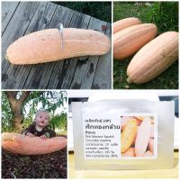 เมล็ดพันธุ์ ฟักทองกล้วยสีชมพู (Pink Banana Squash Seed) 10 เมล็ด คุณภาพดี ราคาถูก ของแท้