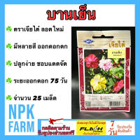 ผักซอง เจียไต๋ บานเย็น จำนวน 25 เมล็ด/ซอง  เม็ดพันธุ์ ลอตใหม่ งอกดี มีหลายสี ออกดอกดก ปลูกง่าย ชอบแดดจัด ระยะออกดอก 75 วัน